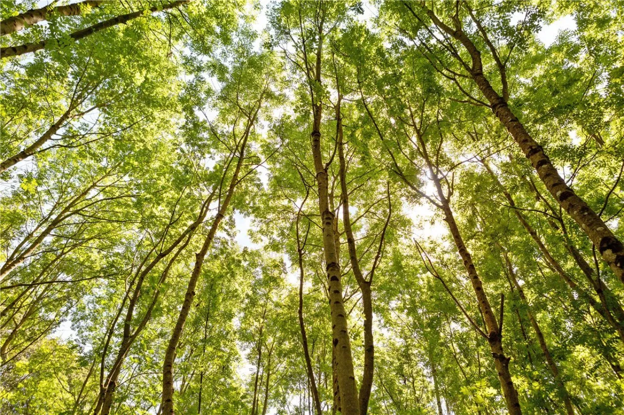 Photo of Ballydonagh House, Cloughjordan, Co. Offaly, E53 PR99