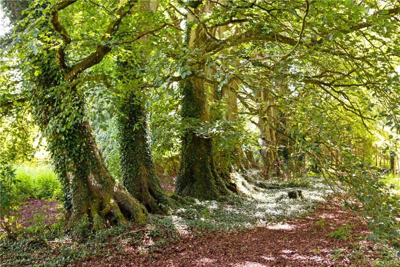 Photo of Ballydonagh House, Cloughjordan, Co. Offaly, E53 PR99