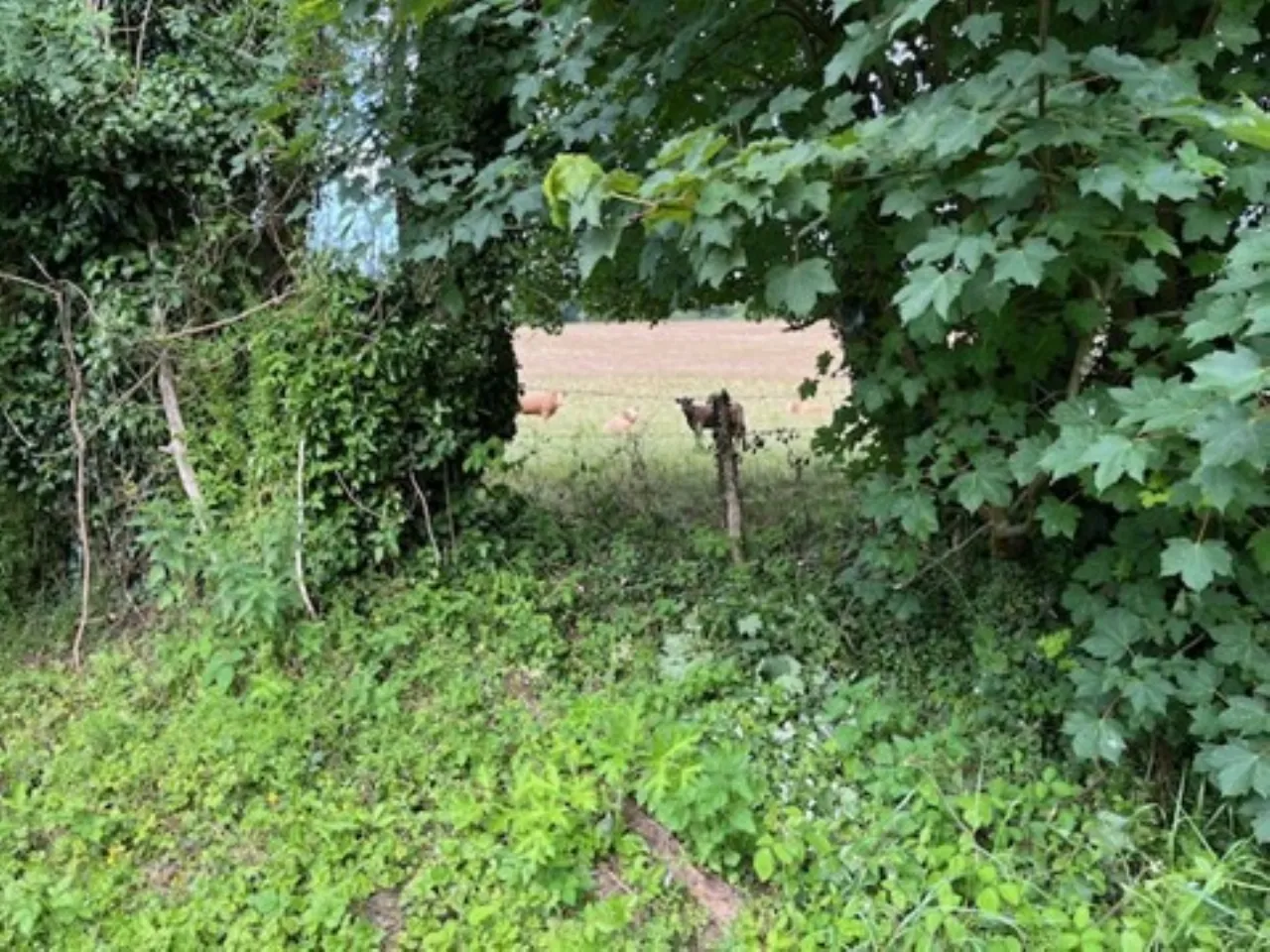 Photo of Derelict Bungalow, Brownsbarn, Thomastown, Co Kilkenny, R95 AK5V