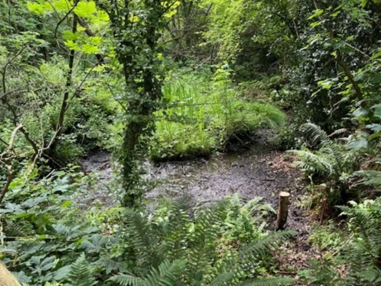 Photo of Derelict Bungalow, Brownsbarn, Thomastown, Co Kilkenny, R95 AK5V
