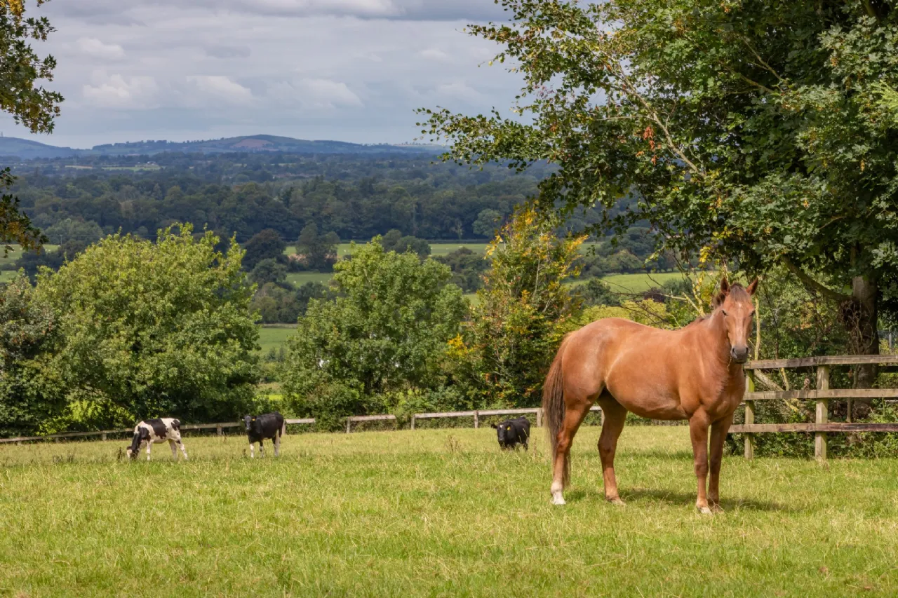 Photo of Beaconhill, On Approx. 15.7ha (38.77 Acres), Kennycourt,, Brannockstown, County Kildare, W91Y303