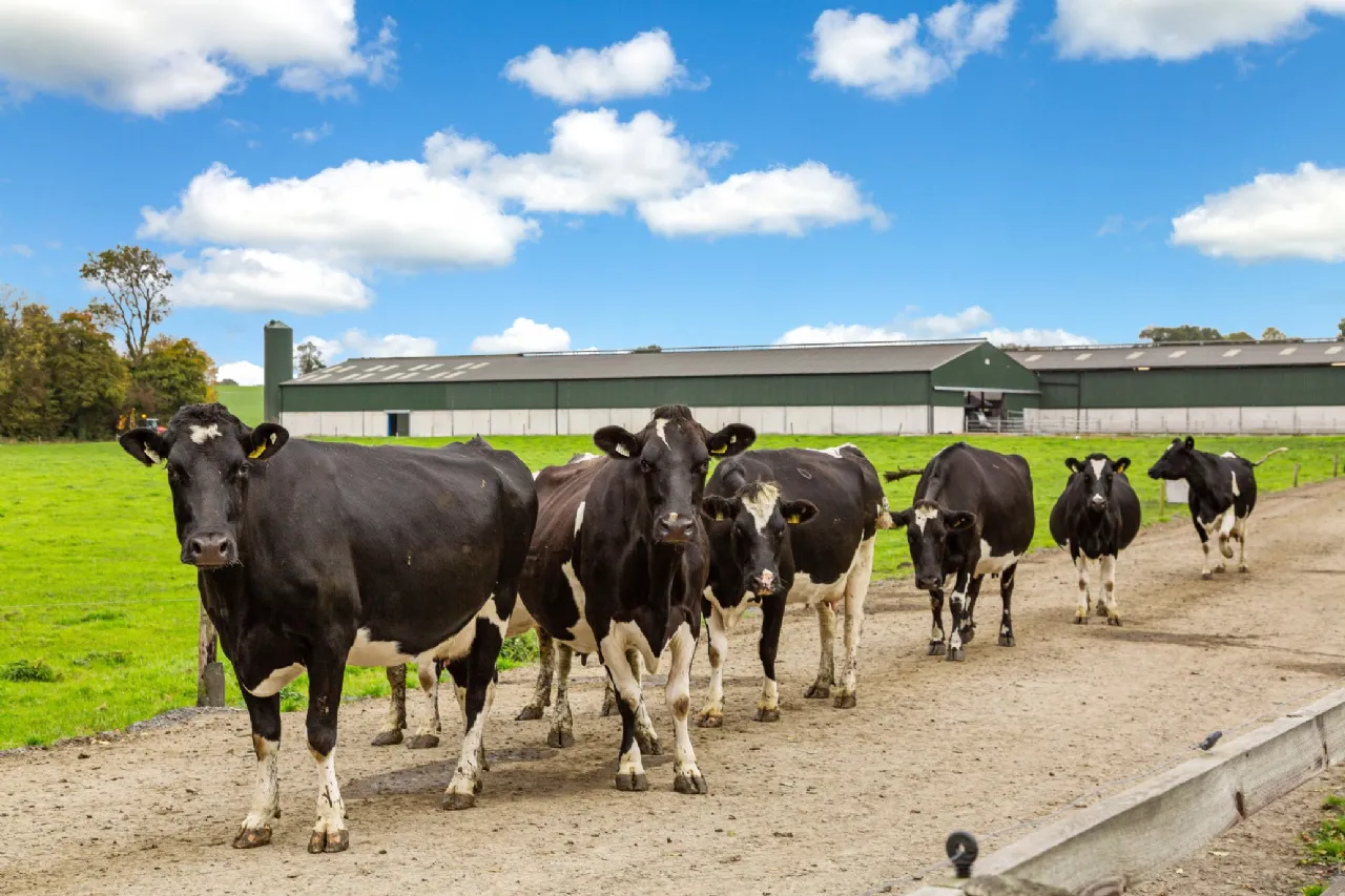 Photo of Lot 3 - Rockwell Farm (The Entire), Approx. 329.2 Ha (813.5 Acres), Cashel, County Tipperary, E25 F886