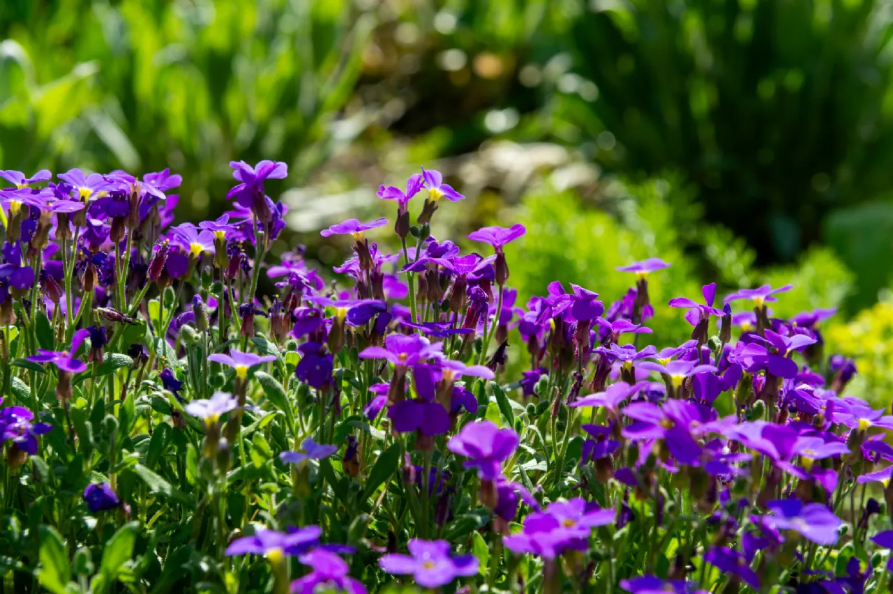 Photo of Glen Corrig House On Aprx. 26 Acres, Brosna, Shinrone, Birr, Co Offaly, R42 XE19