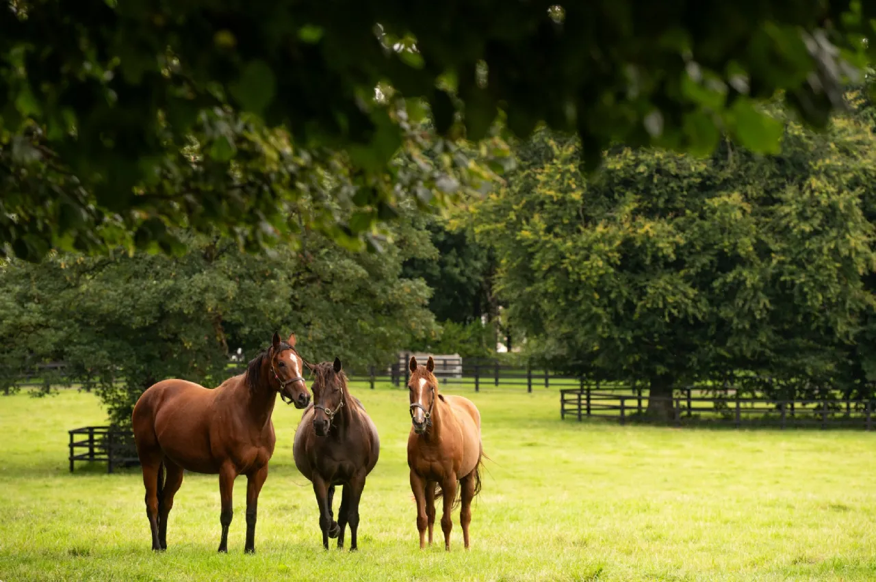 Photo of Triermore House and Stud Farm, Fordstown, Navan, County Meath, C15 H5KH