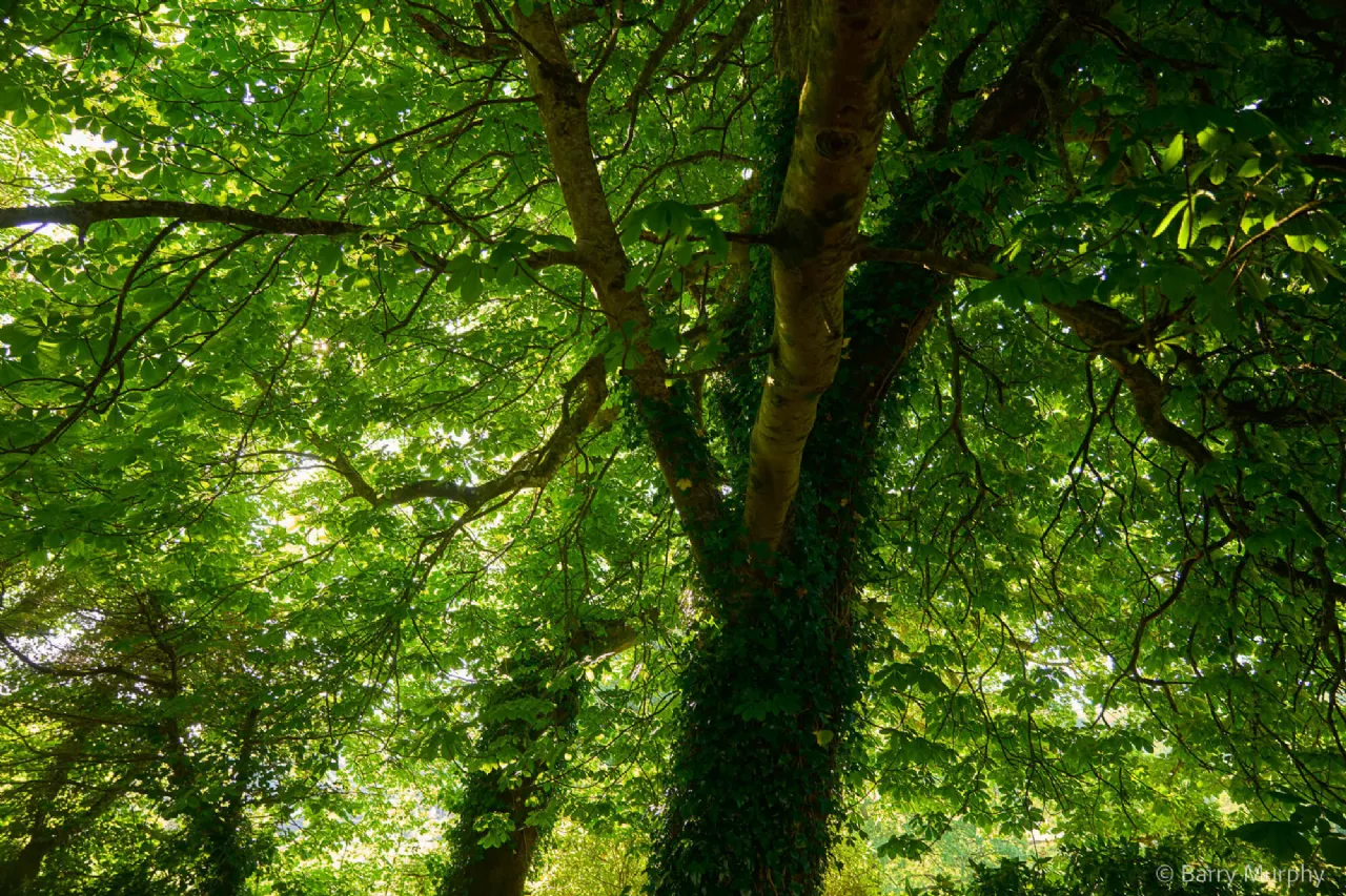Photo of Ardeevin House, Beach, Bantry, Co. Cork, P75 PK20