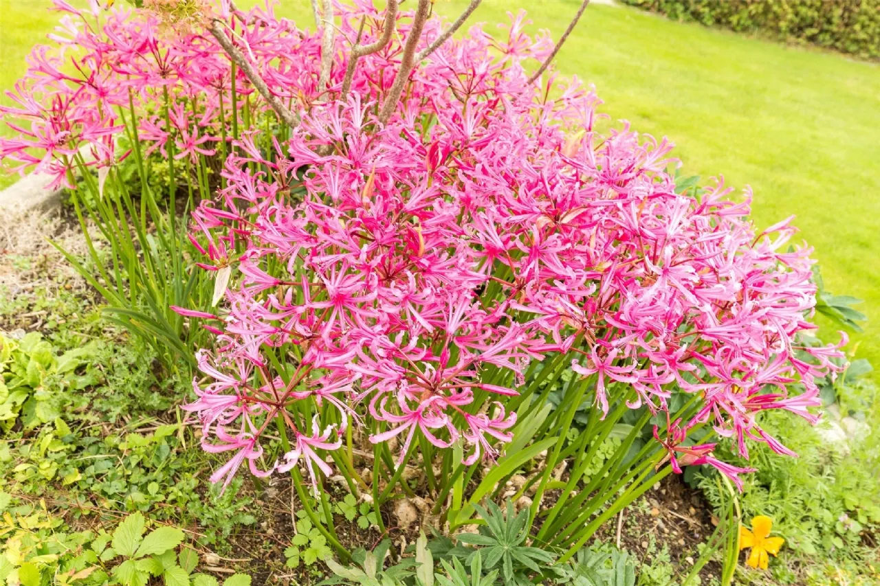 Photo of Amatxu, Clongeen, Foulksmills, Co Wexford, Y35 DX81