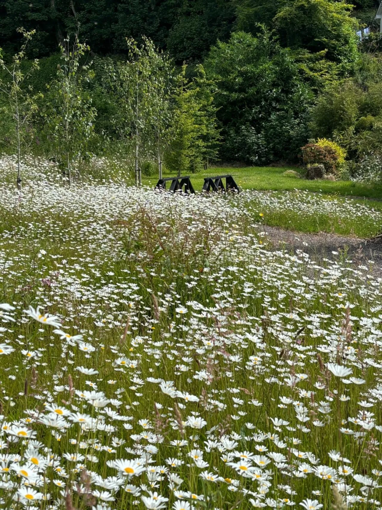 Photo of Laurel Wood, Farran, Co Cork, P14 YA00