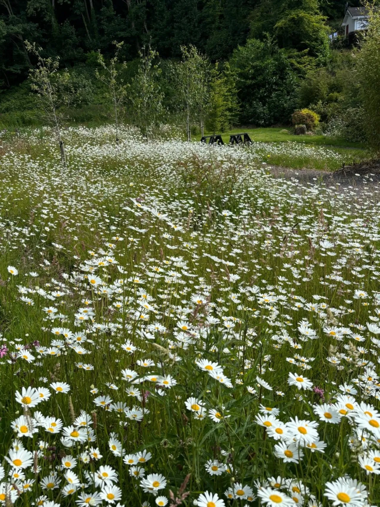 Photo of Laurel Wood, Farran, Co Cork, P14 YA00