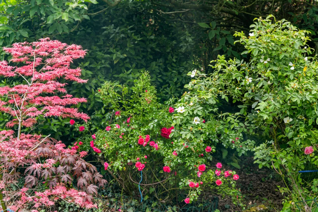 Photo of Rose Lodge, Chapel Road, Delgany, Co Wicklow, A63 DW60