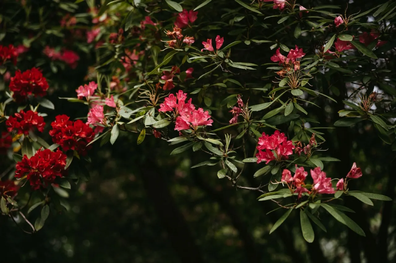 Photo of Glenair House and Gate Lodge, Priory Road, Delgany, Co. Wicklow, A63RX52