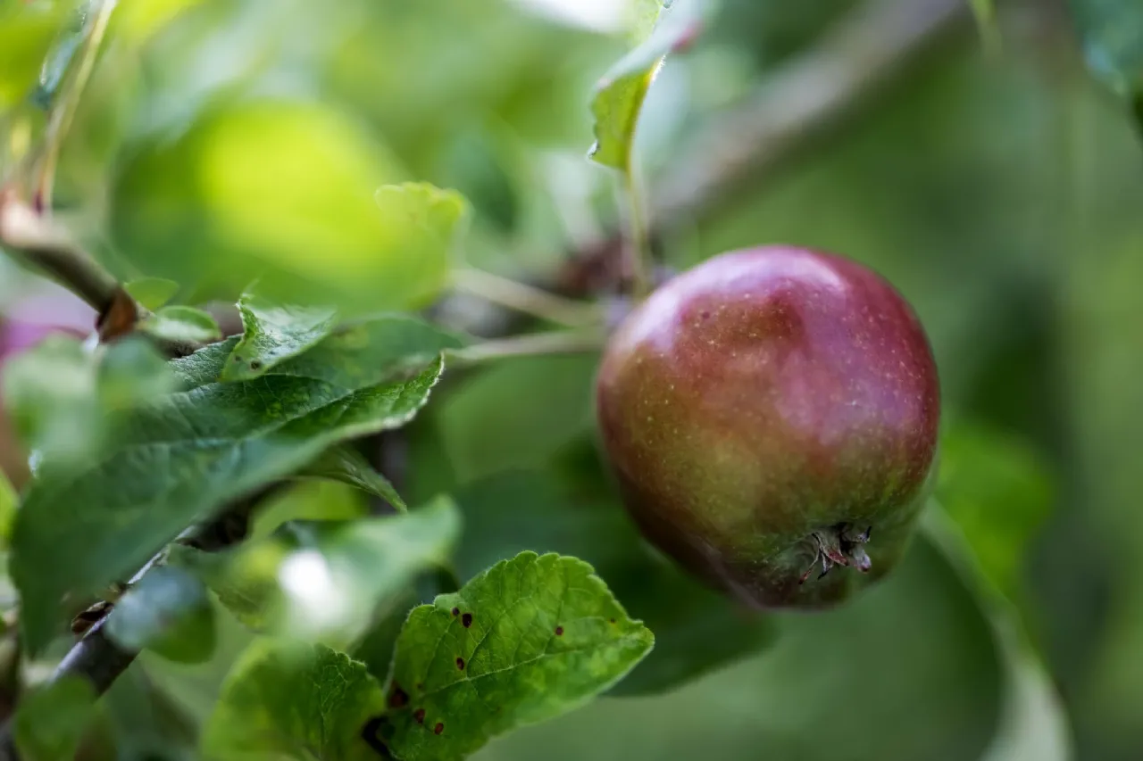 Photo of Drumloman, Kilnaleck, Co. Cavan, A82 CR44