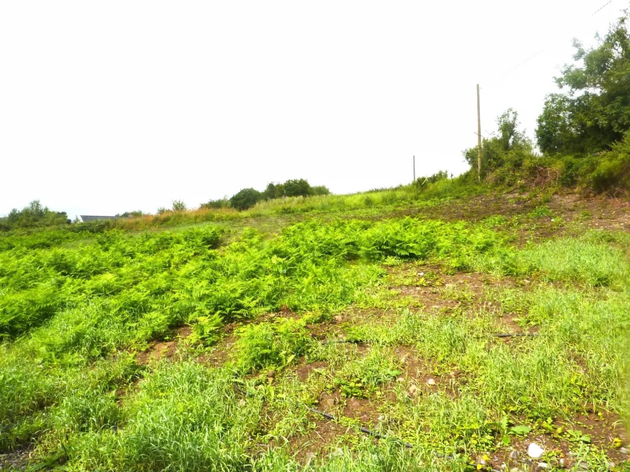 Photo of Knockrooskey, Westport, Co Mayo, F28 X268