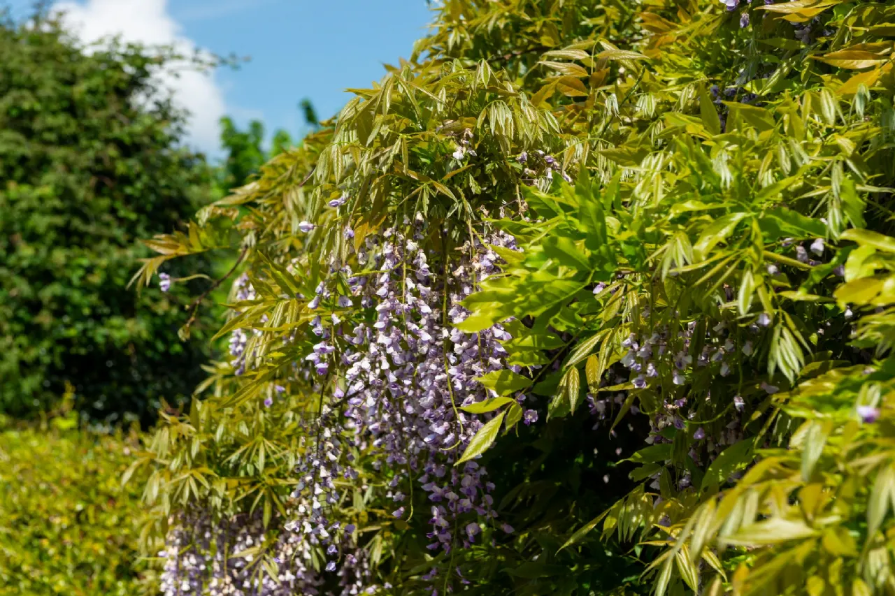 Photo of 8 Butterfield Park, Rathfarnham, Dublin 14, D14 XC85