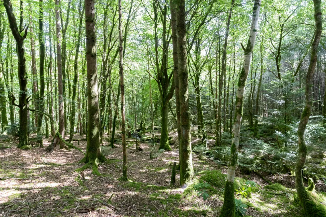 Photo of Ballyteige Lodge, Ballyteige, Tinahely, Arklow, County Wicklow, Y14WF83