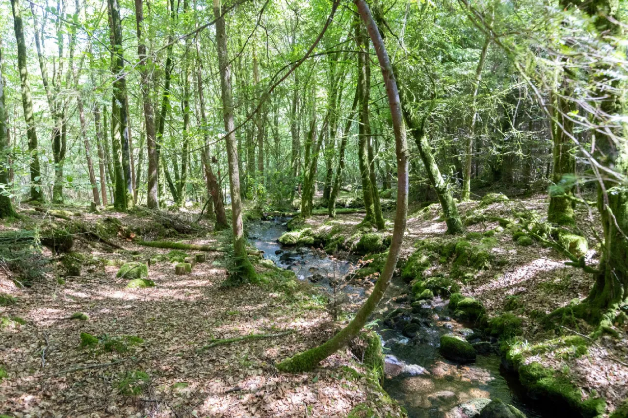 Photo of Ballyteige Lodge, Ballyteige, Tinahely, Arklow, County Wicklow, Y14WF83