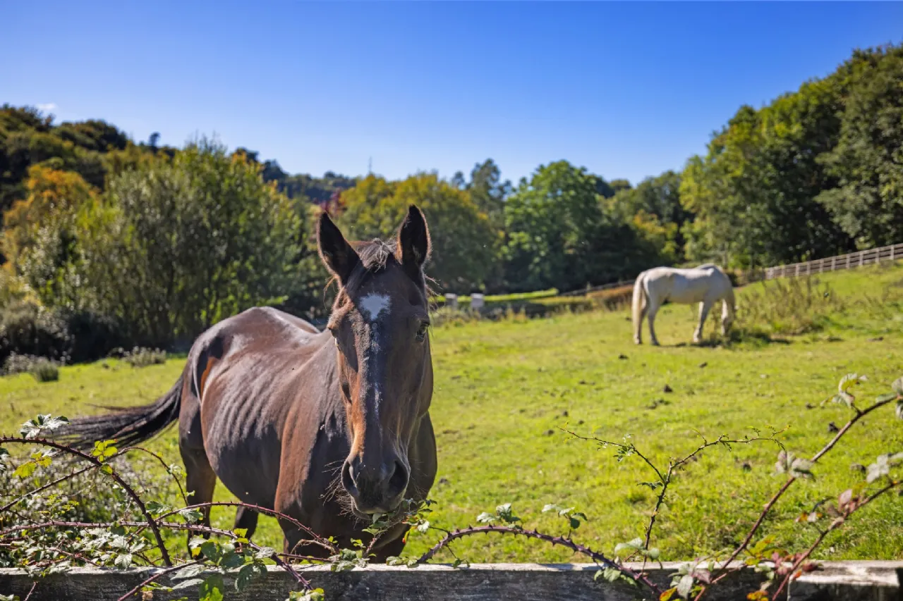 Photo of Site With F.P.P., Site 1 @ Cedarbrook, Fassaroe Avenue, Bray, Co. Wicklow, A98 CX34
